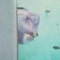 魚