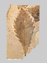 kaseki81501.jpg