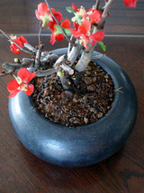ishihachi13.jpg
