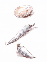 vege01