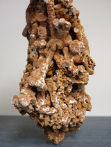 coral062103