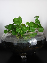 watergarden001