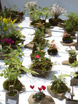 ishiitapod52203.jpg