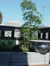 kadan62501.jpg