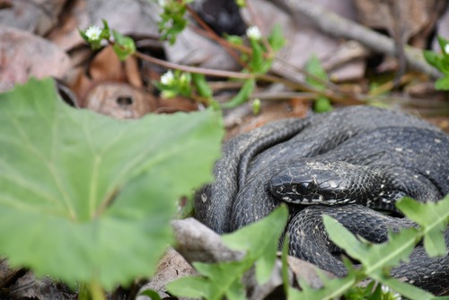 シマヘビ黒化型(レプリカ) シマヘビ黒化型(レプリカ)