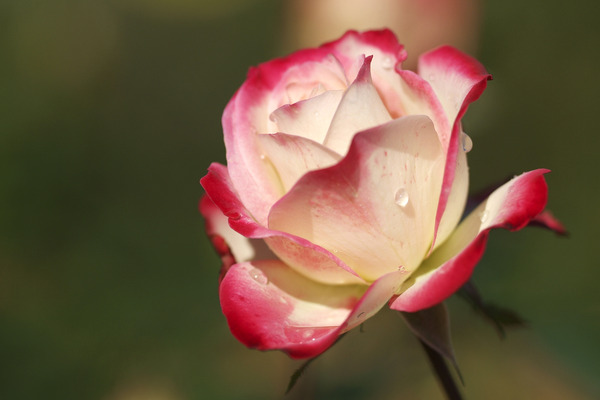 DSCF5348