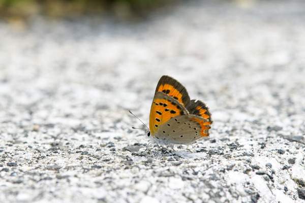 _DSC0713