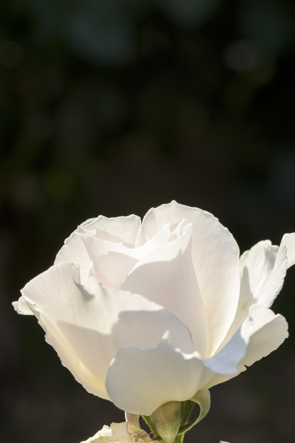 _D724021