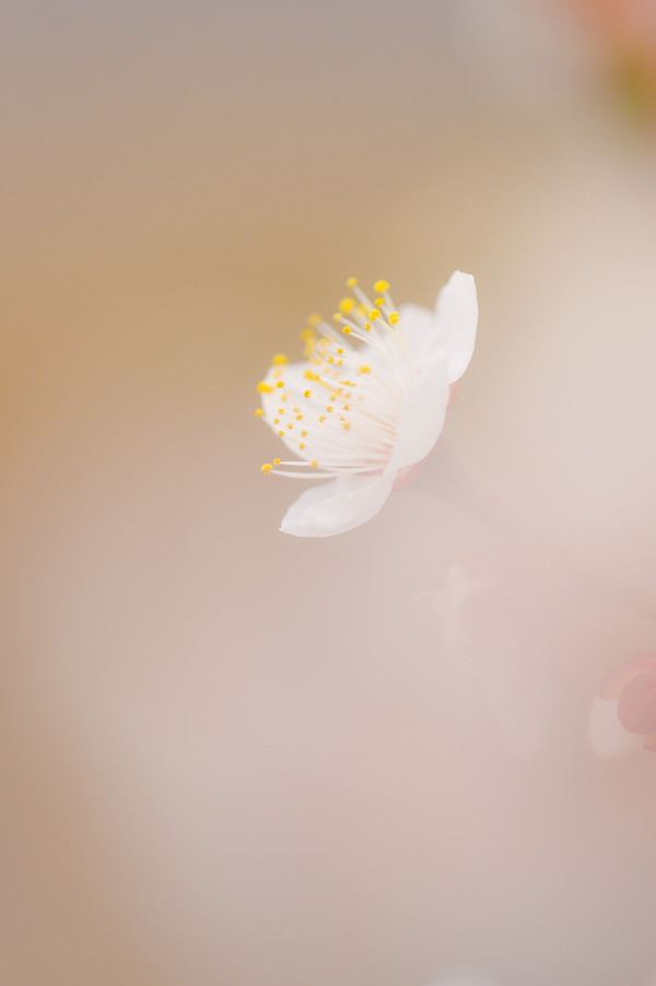_ND45124