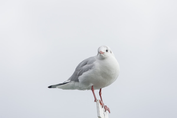 _ND46608