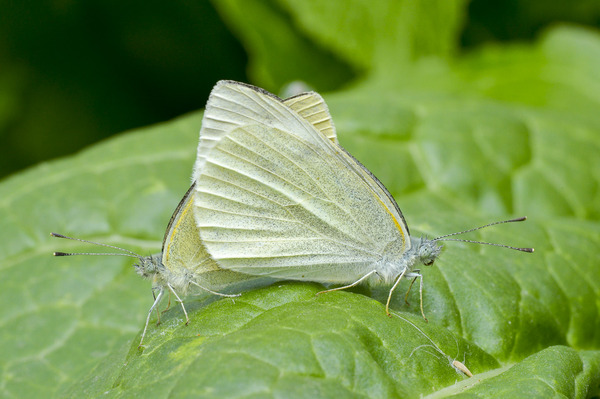 _ND44646