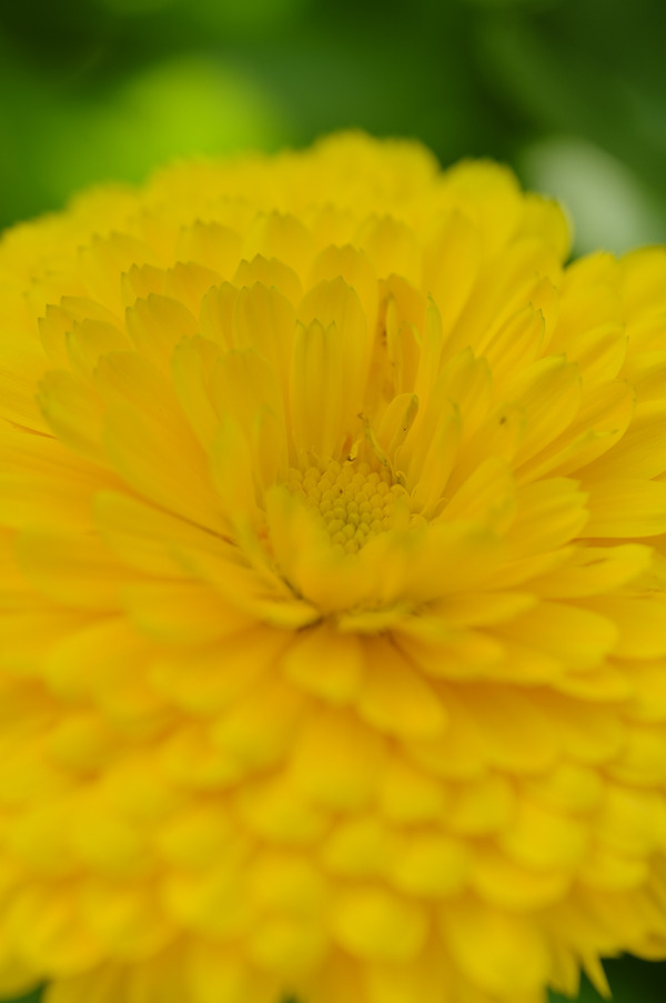 _DSF1007