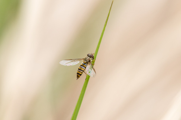 _ND49179