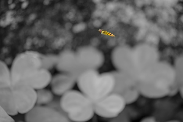 _DSF2985