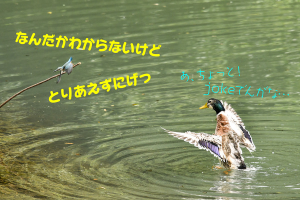 _DSC4303-Edit