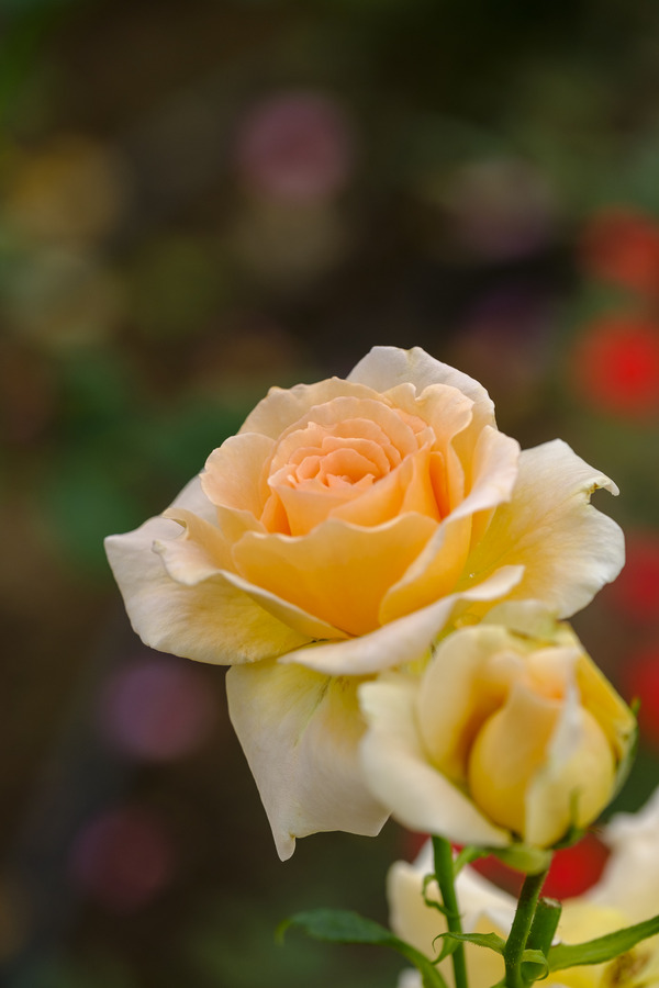 _DSF1699