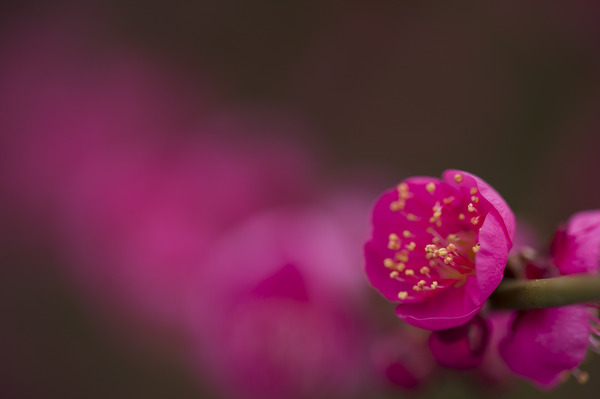 _ND45186