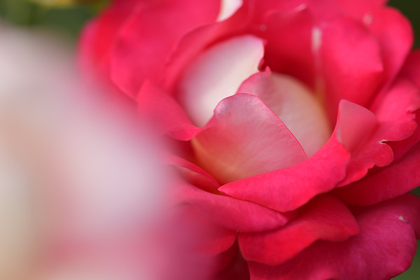 _DSC0917