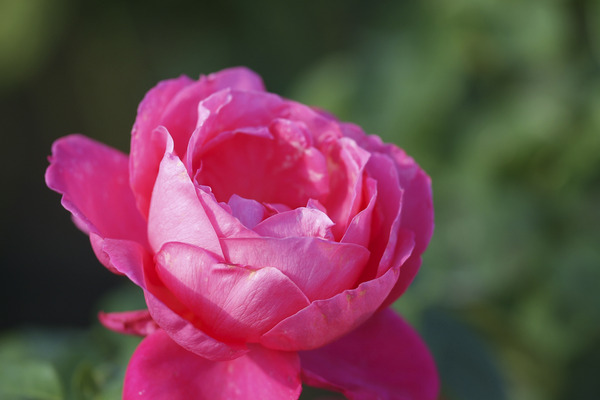 DSCF5327