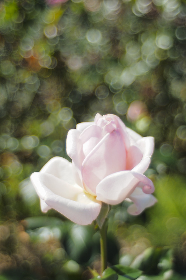 _A260034
