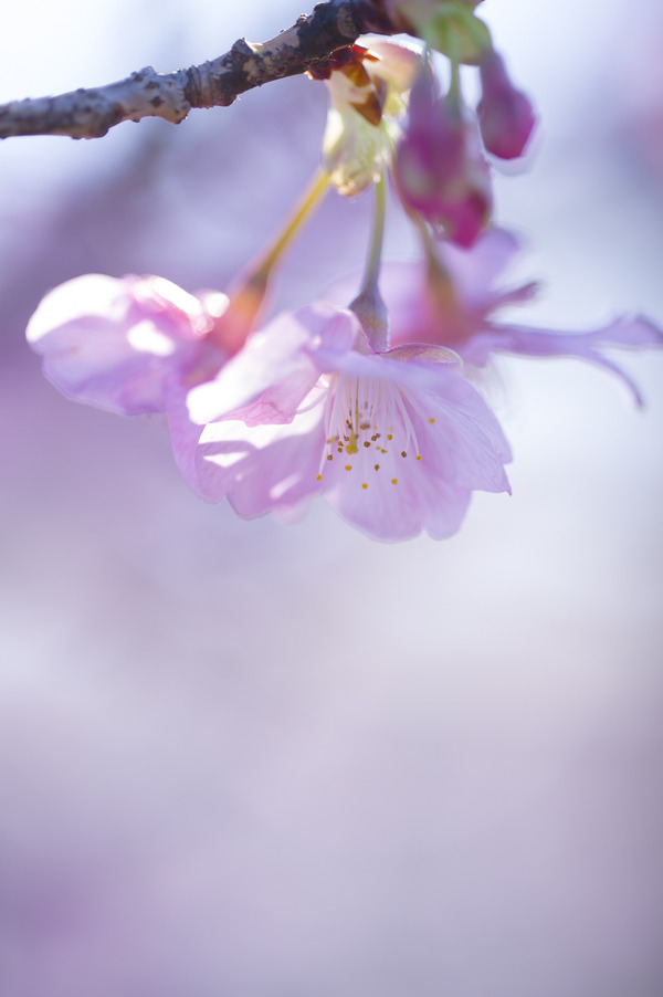 _ND45774