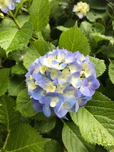 IMG_2916
