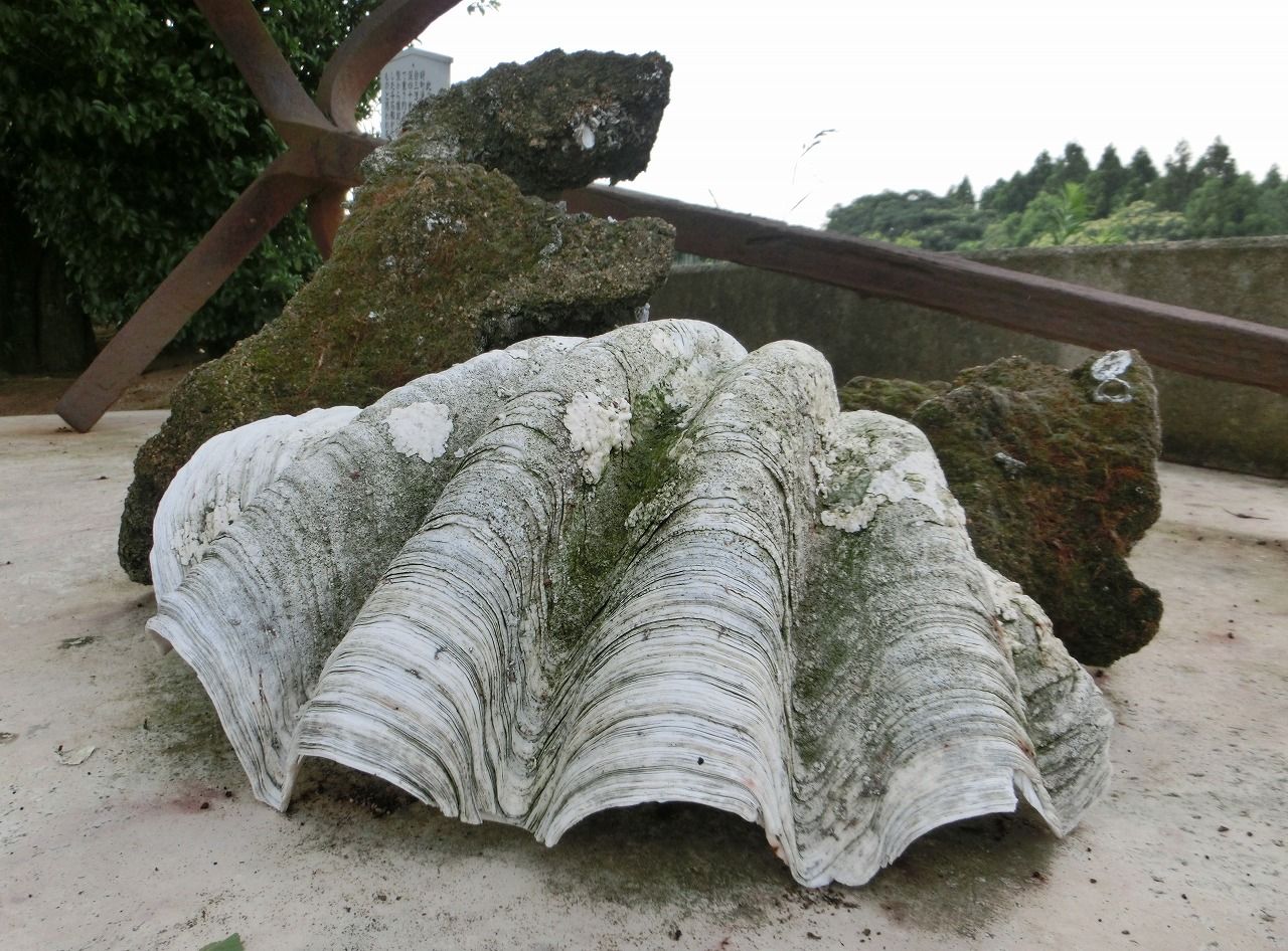 シャコ貝殻　約21センチ☆　シャコ貝　シャコガイ　貝殻　標本　トガリシラナミ シャコ貝殻 約21センチ☆ シャコ貝 シャコガイ 貝殻 標本 トガリシラナミ