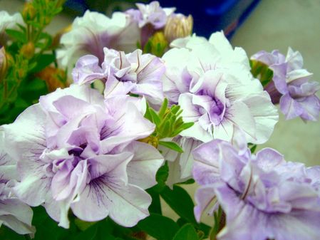Ȭ�ź餭�ڥ���˥�������