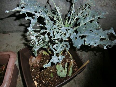CIMG9648