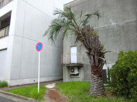 CIMG2420