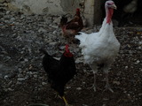 DSCF1384