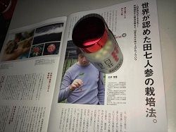 田七人参