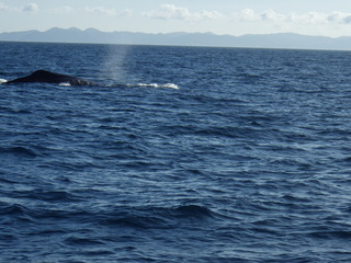 IMGP0087