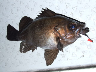 ika (8)