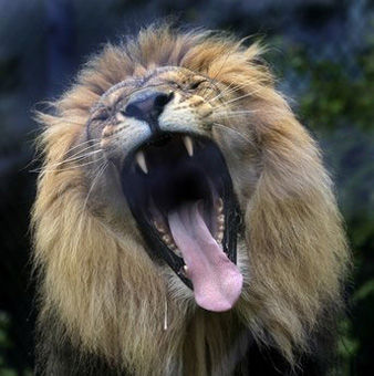 100514_lion-yawning