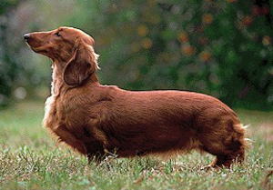 s-dachshund1