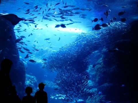海洋