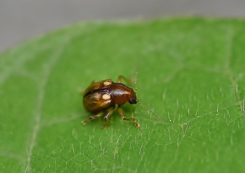 最小サルハムシ中の2種 ムネアカキバネサルハムシ・マルキバネサル