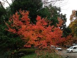 紅葉