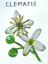 Clematis