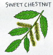 Sweet Chestnut
