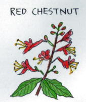 Red Chestnut