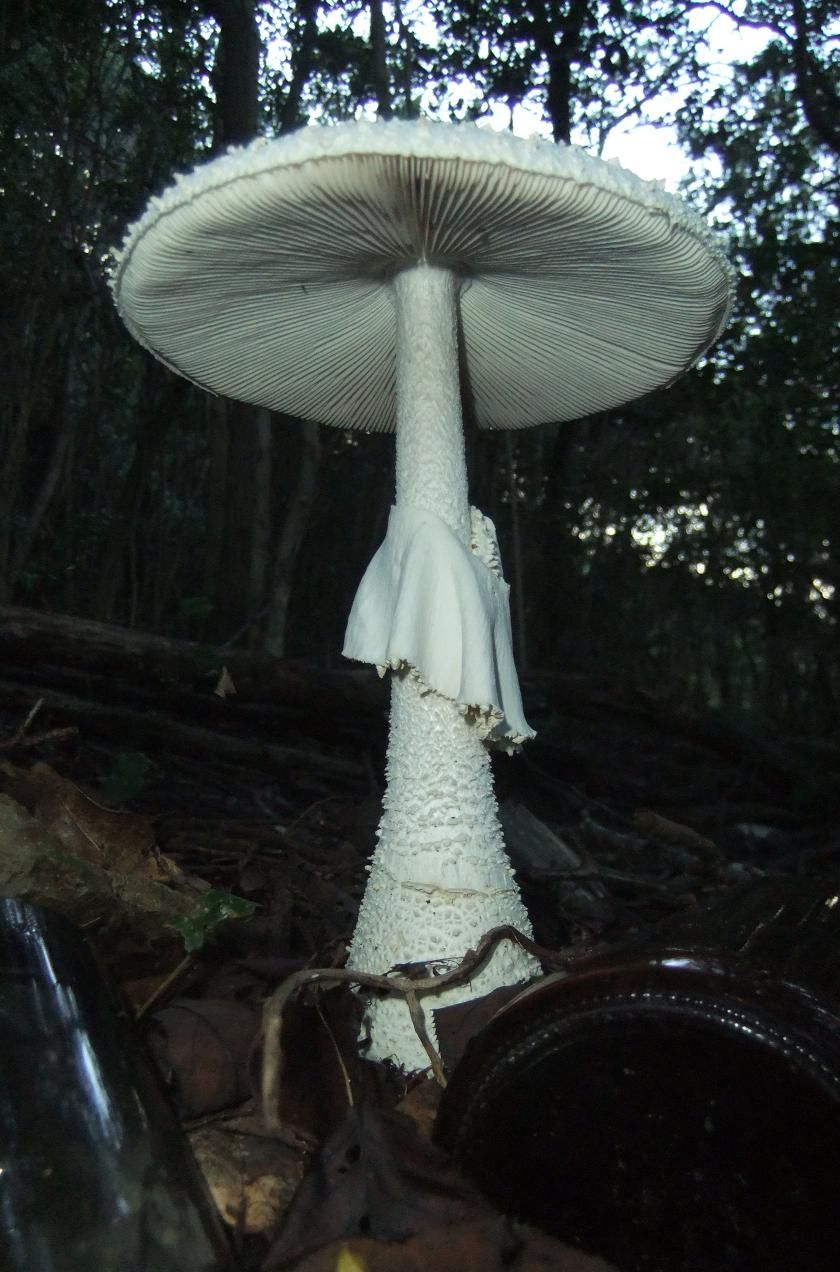 巨大なキノコ2 【閲覧注意!!】未確認生物（UMA）、巨大生物及び植物まとめ【謎、未確認、世界一】 NAVER まとめ