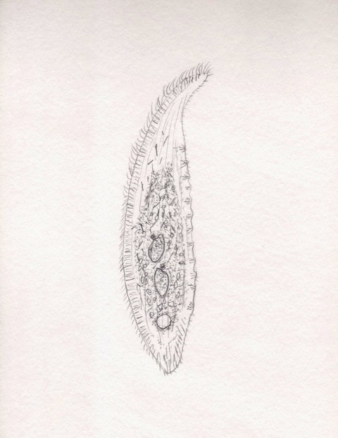 infusoria094