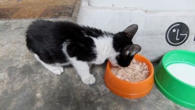 neko0
