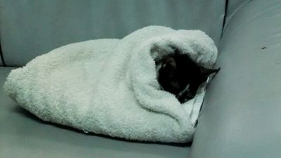 neko1
