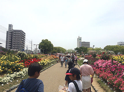 2017年福山ばら祭り5