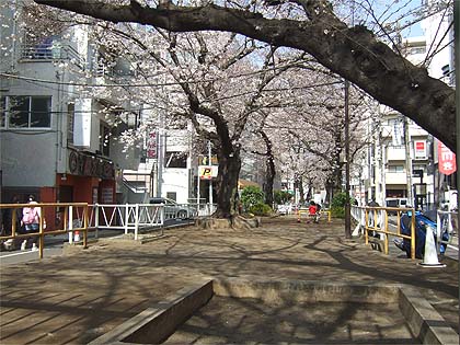 ２０１３年目黒の桜