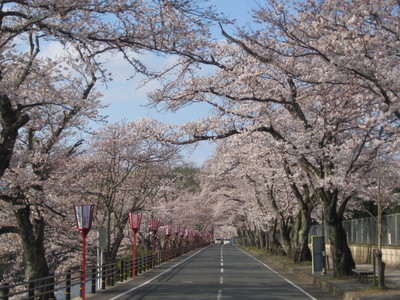 sakura