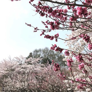 IMG_0378